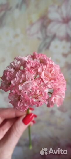 Пеларгонии коллекционные сорта