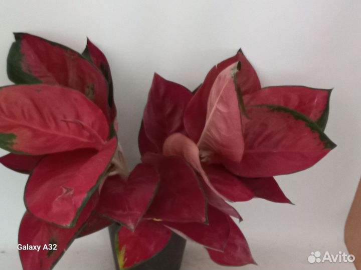 Аглаонема ред стар