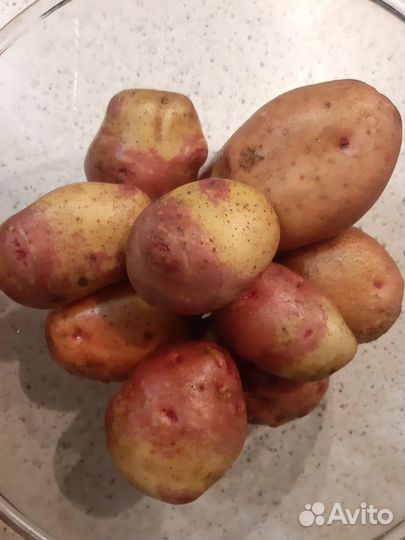 Картофель на зиму Кофта-Юбка