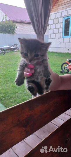 Кошки в добрые руки бесплатно