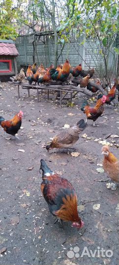 Куры молодки Бентамки