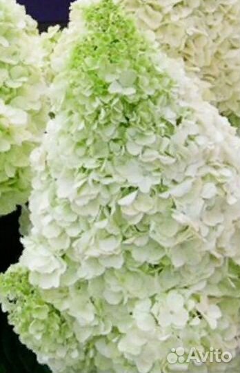 Гортензия метельчатая