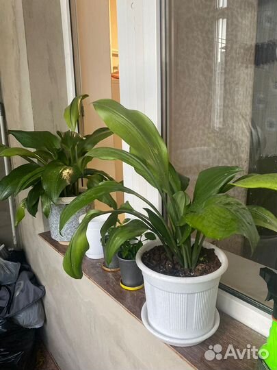 Эухарис амазонская лилия