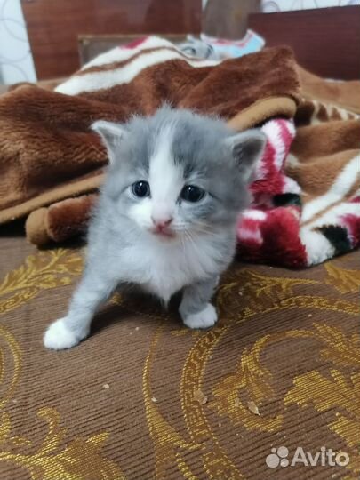 Котята в добрые руки. Девочек и мальчика