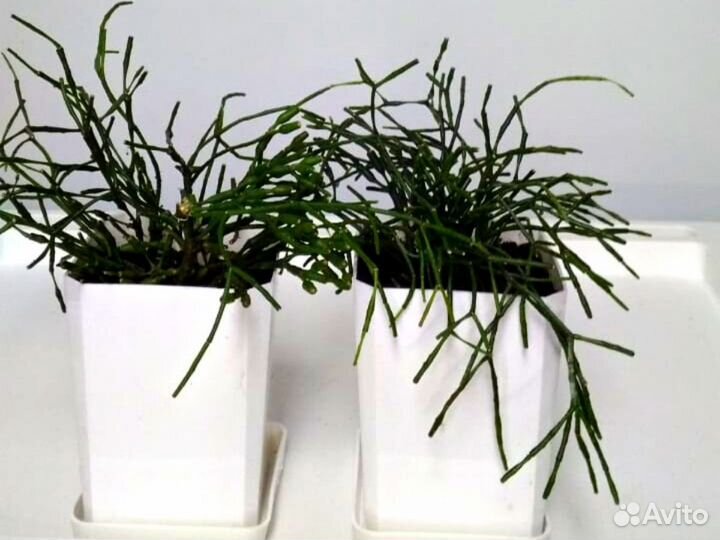 Хатиора - не рипсалис, желтая, кактус, суккулент