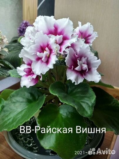 Фиалки сортовые