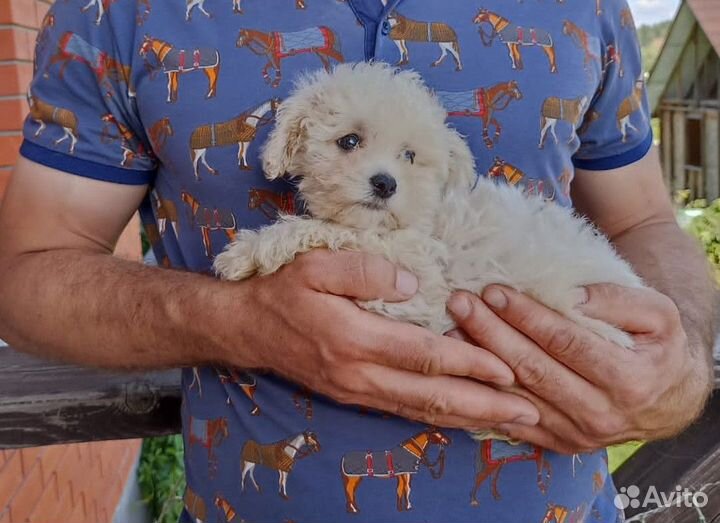 Мальтипу купить