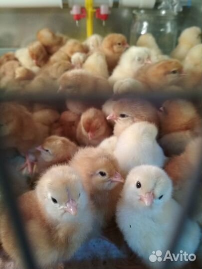 Продажа цыплят