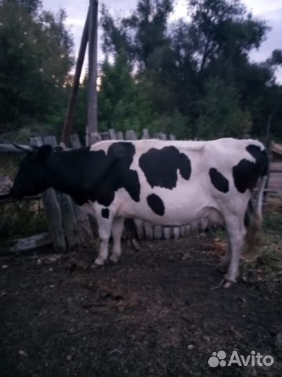 Корова дойная