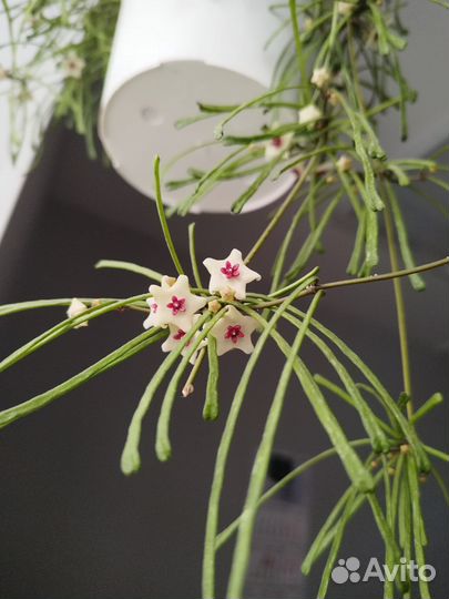 Хойя ретуза