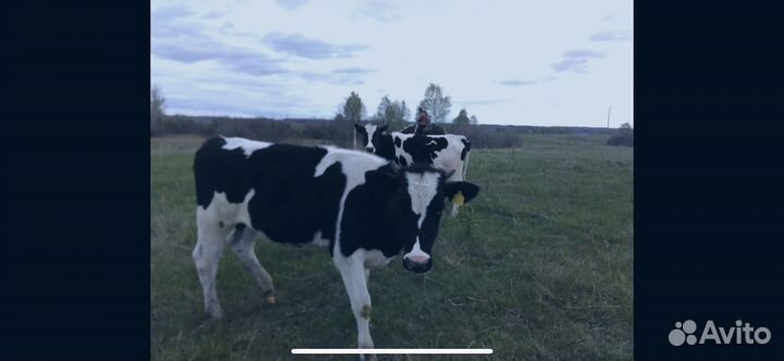 Телята бычки мясные на откорм