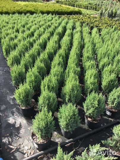 Можжевельник китайский Стрикта