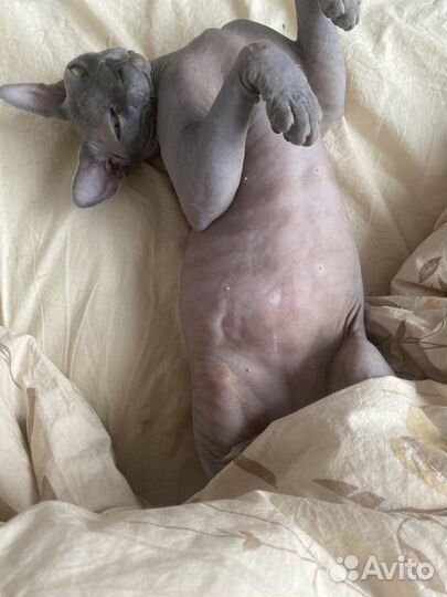 Передержка кошек и выгул собак