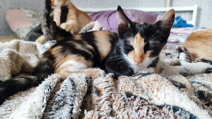 Котенок ищет дом