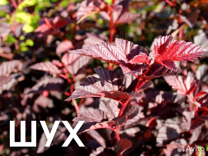 Пузыреплодник калинолистный Оптом