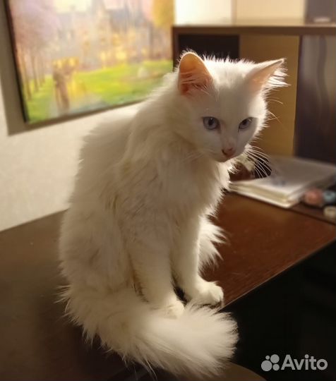 Отдадим в хорошие руки