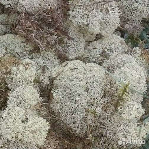 Мох сфагнум, боровой, ягель. Мел кусковой