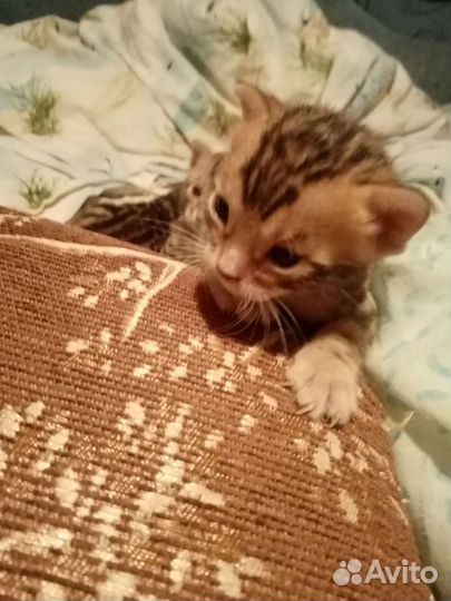 Бенгальская