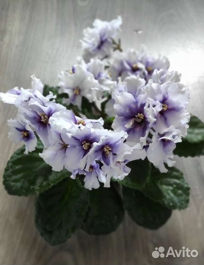 Фиалка сортовая