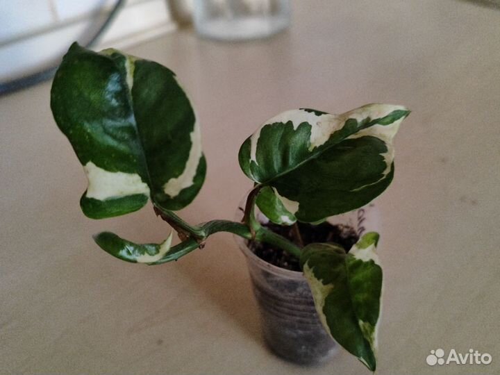 Сциндапсус Н-джой