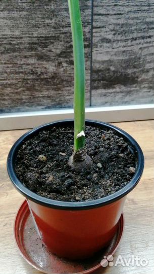 Гиппеаструмы (амариллис)