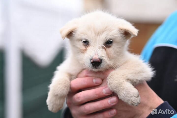 Очаровательные щенки бесплатно