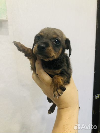 Щенки пинчера