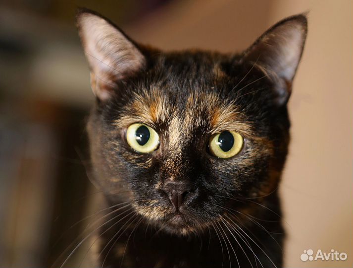 Кошка Мальва