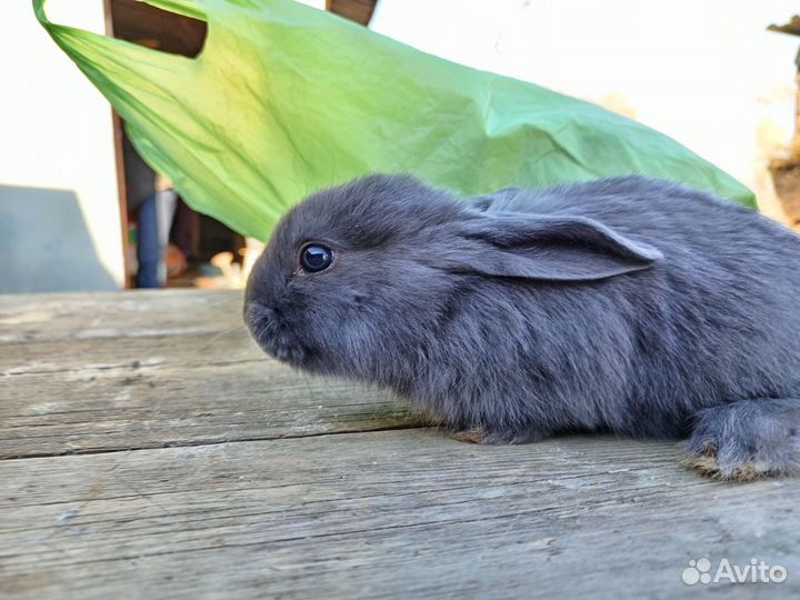 Продаются крольчата