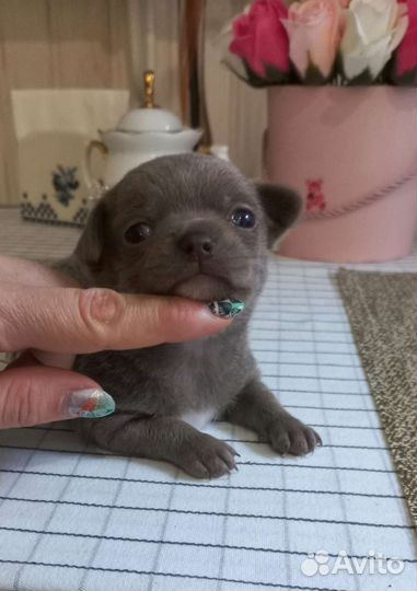 Лиловое чудо