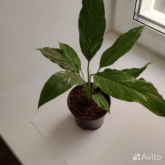 Спатифиллум даймонд