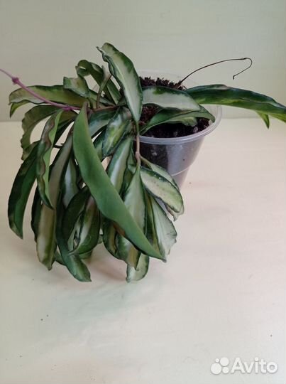 Цветы комнатные