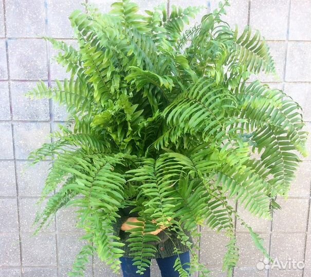 Сортовые папоротники и платицериумы