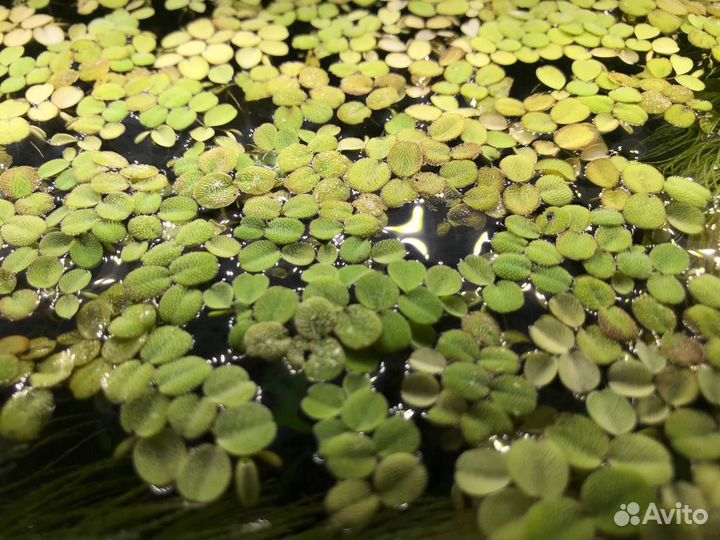 Аквариумные растения