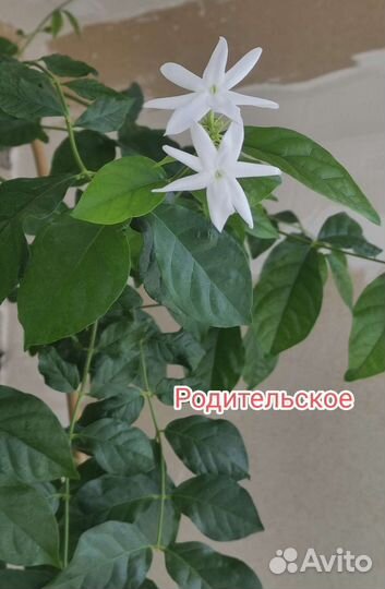 Жасмин.Комнатные цветы