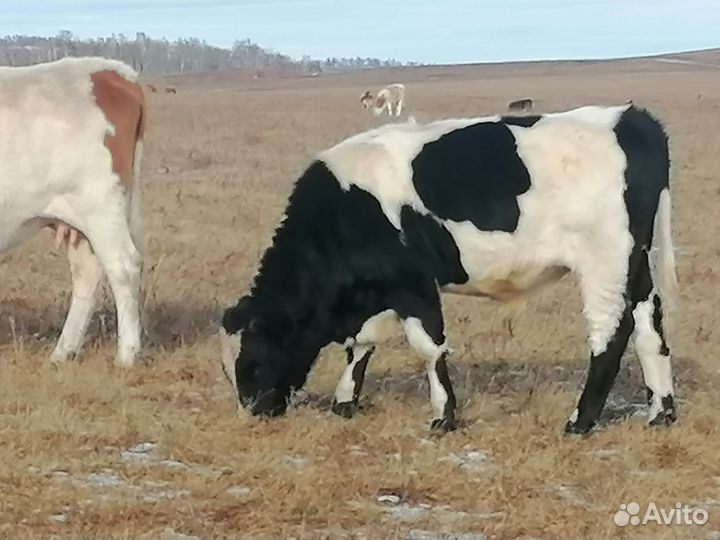 Молодняк крс на доращивание