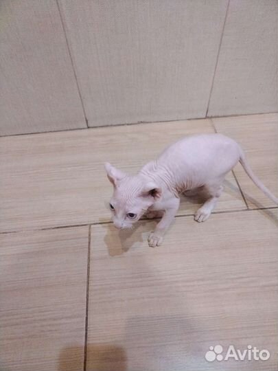 Канадский сфинкс эльф котенок