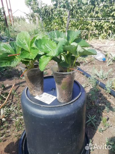 Сортовые саженцы клубники и малины