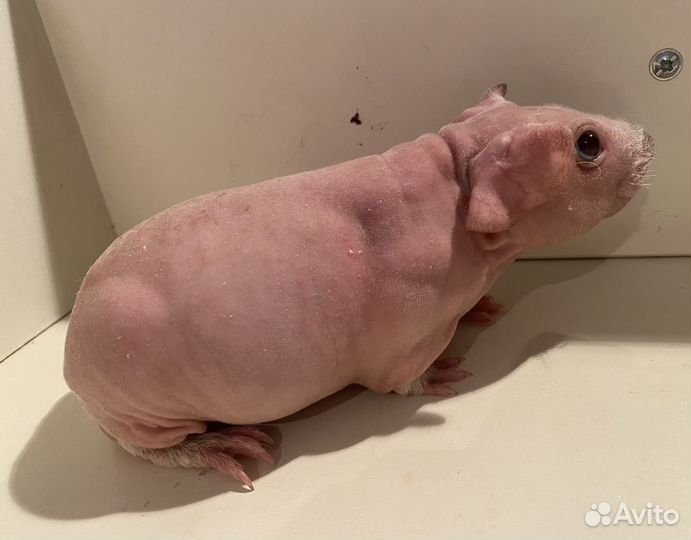 Морская свинка скинни малыш