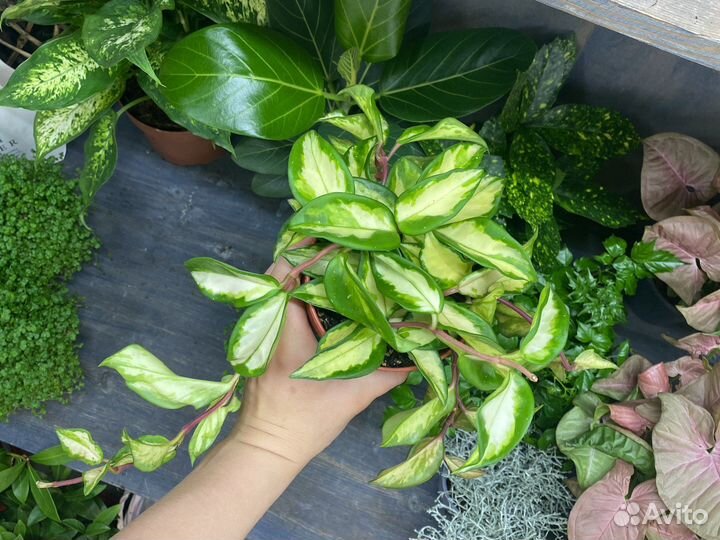 Хойя карноза триколор, хойя Вайети