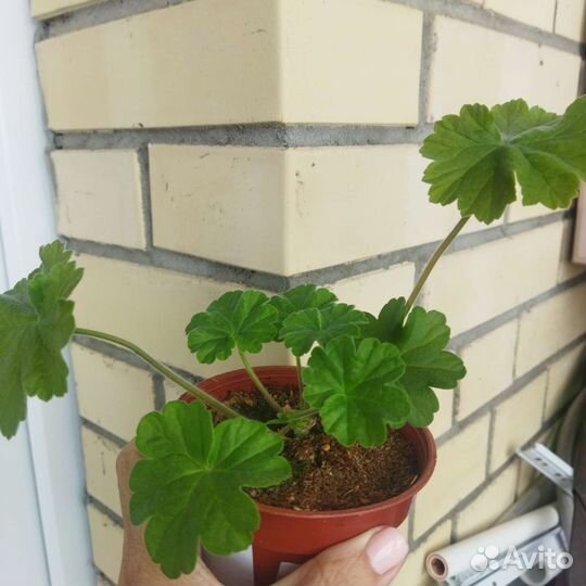 Герань пеларгония