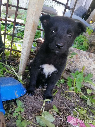 Собака в добрые руки щенок