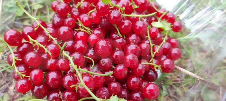 Участок 7 сот. (СНТ, ДНП)