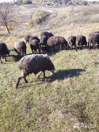 Овцы бараны