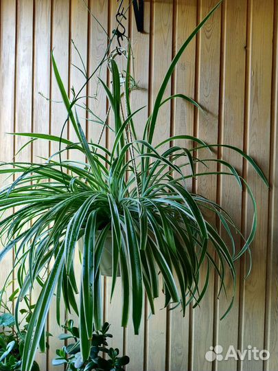 Комнатные цветы