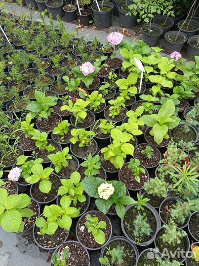 Гортензия Бесконечное лето (Endless Summer