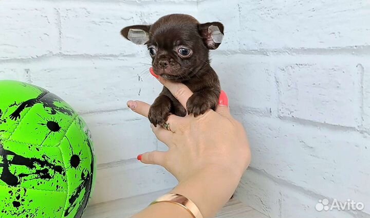 Чихуахуа шоколадный мальчик красавчик