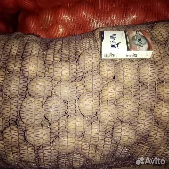 Семенной картофель Гала