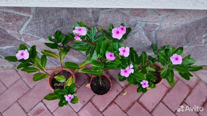 Катарантус цветы