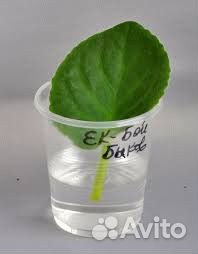 Фиалки отдам